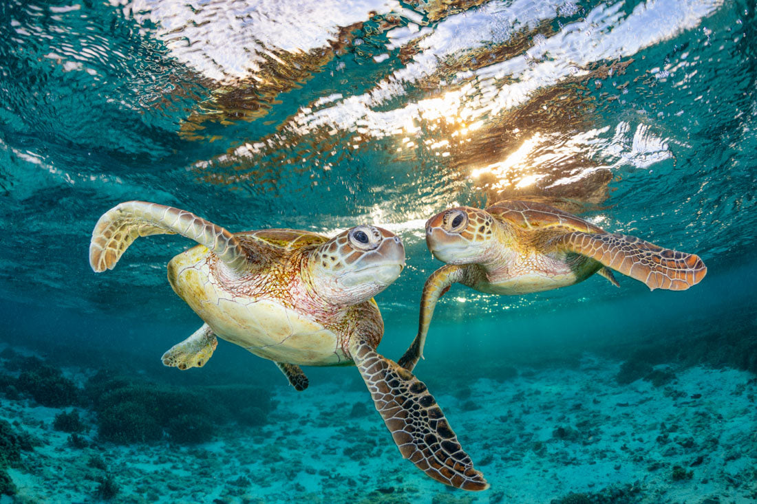 Twin Turtles | Great Barrier Reef