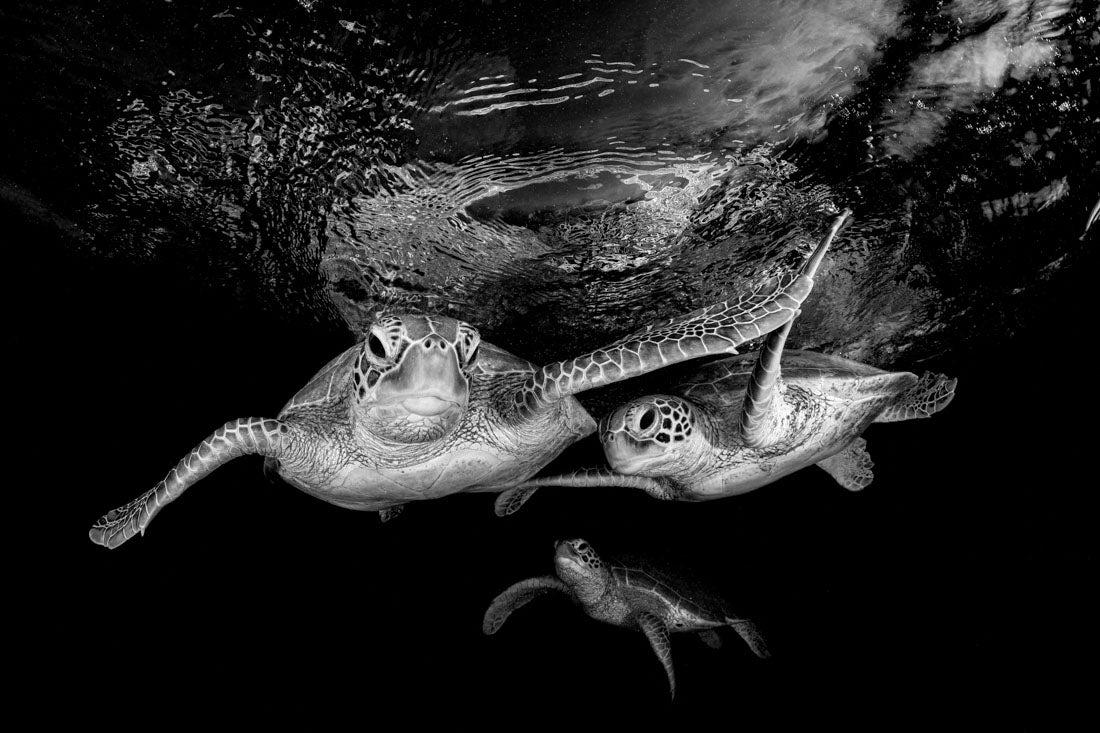 Turtle Trio | Monochrome